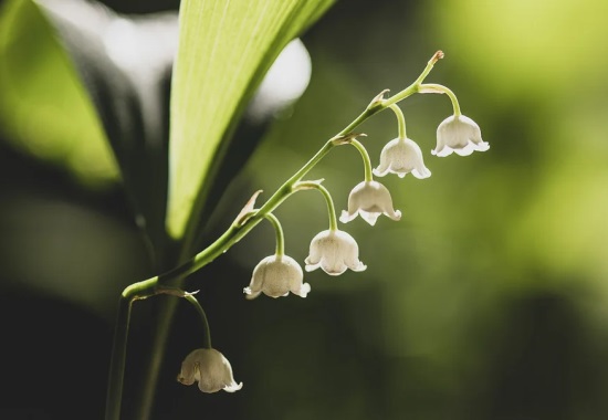 元旦节出生的鼠宝宝小名 元旦节出生的鼠宝宝小名