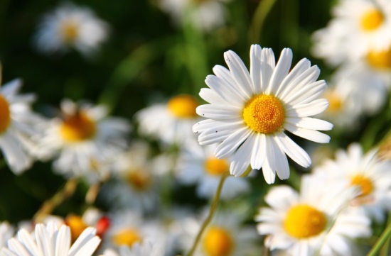 17春节短信祝福语85句