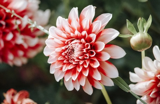花花网名情侣可爱图片
