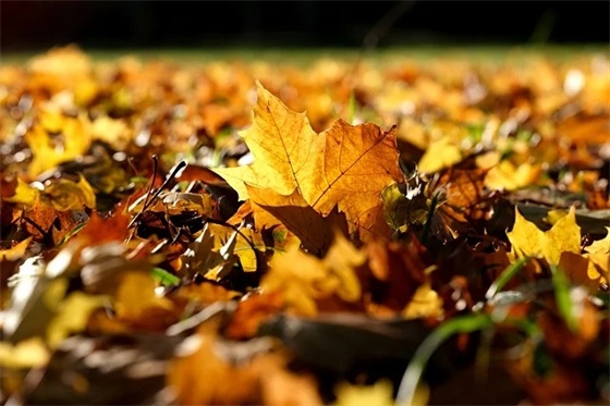 女生看了一眼就喜欢的网名(共202个) 女生看了一眼就喜欢的网名(共202个)