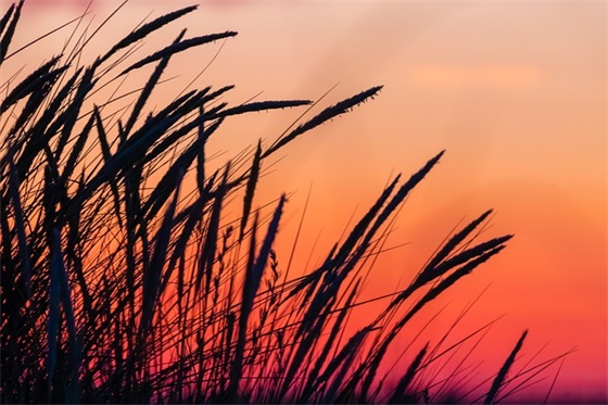 描写夏天的句子短句一年级(精选45句)