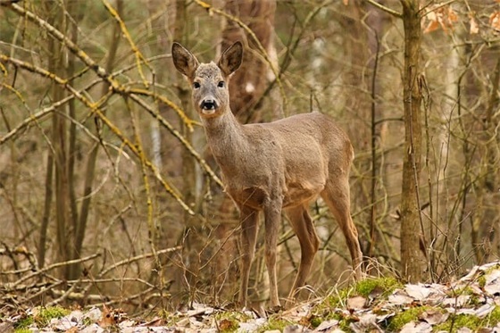 描述美好爱情的句子80句