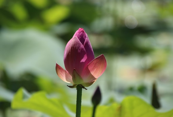 圣诞节祝福语文案话 圣诞节祝福文案短句