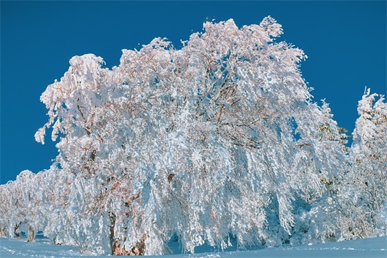 龙族幻想游戏名字大全带符号（独特的龙族幻想游戏名字大全）