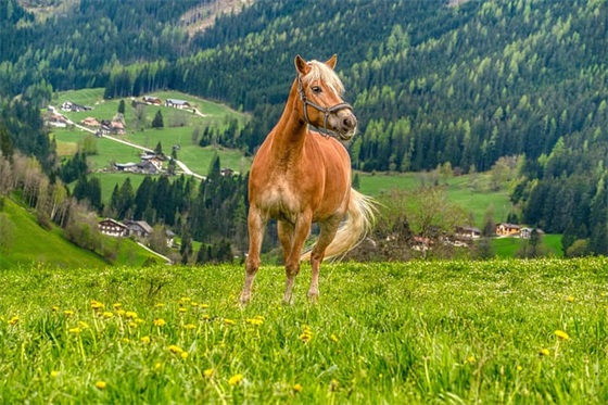 有点撒娇还甜的网名王者