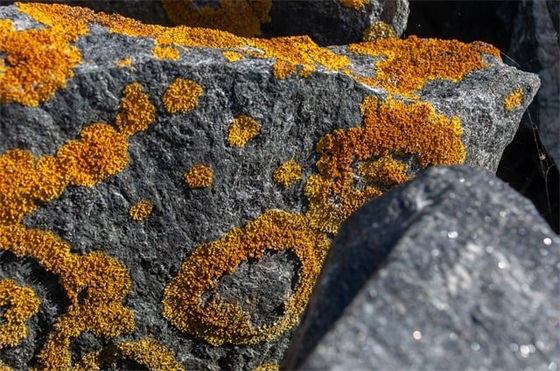 带凡和洋的情侣网名 带凡和洋的情侣网名