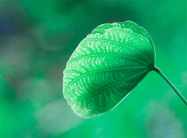 唯美清纯句子61句(励志青春理想唯美句子)