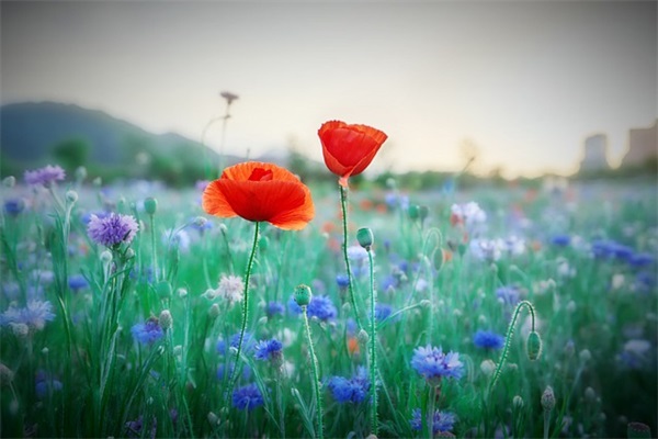 唯美哲理的句子 唯美哲理的句子