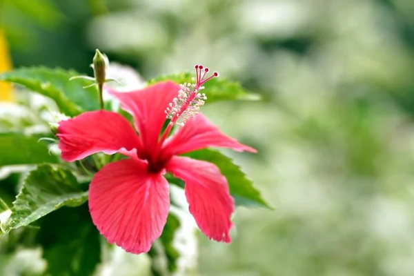 微信早安问候语配图片文案幽默汇总58条 微信早安问候语配图片文案幽默汇总58条