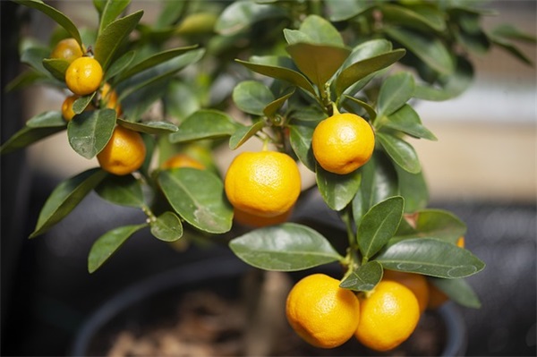 给朋友圈父亲的父亲节祝福语汇总精选