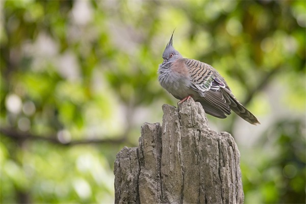 祝妈妈简短祝福语55句 祝妈妈简短祝福语55句