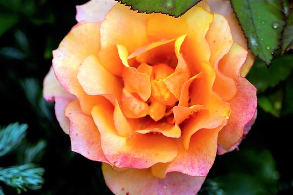 生娃祝福语37句