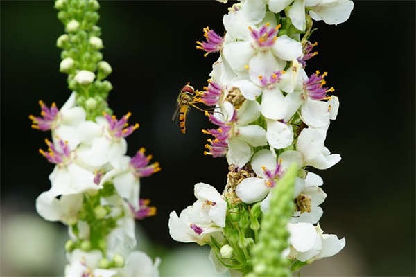 元宵佳节团团圆圆祝福语语(带有团团圆圆的祝福语)
