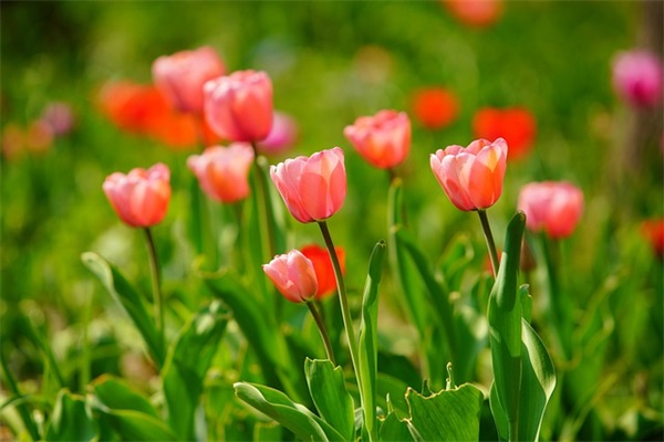 送给退休领导的祝福语 送给退休领导的祝福语