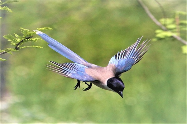 新年祝福语简短精辟