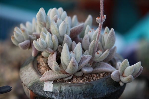 时尚情侣微信名字大全游戏昵称(高级时尚情侣微信名字大全) 时尚情侣微信名字大全游戏昵称(高级时尚情侣微信名字大全)