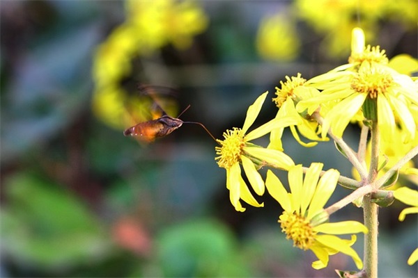 西餐厅名字300例