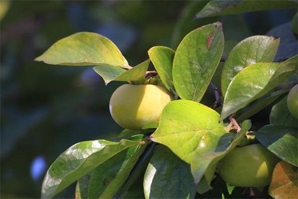 带莫莫的网名可爱