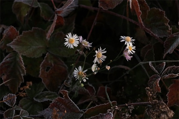 给领导的祝福语 给领导的祝福语