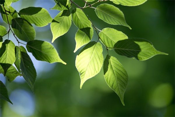 公司周年纪念祝福语35句