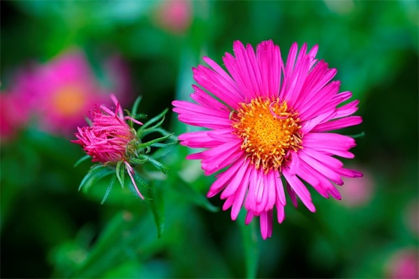 两岁宝宝生日快乐祝福语