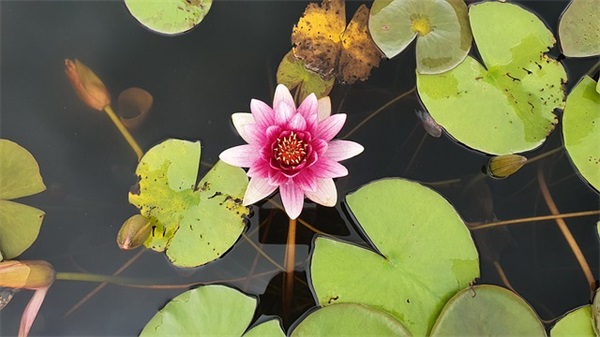 春节祝福语简短优美 春节祝福语简短优美句子 春节祝福语简短优美 春节祝福语简短优美句子