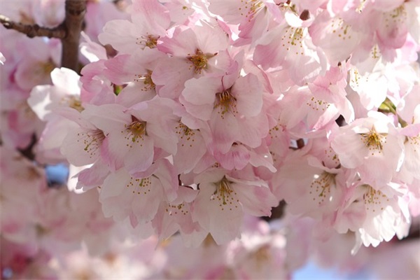 给媳妇新年祝福语40句 给媳妇新年祝福语40句