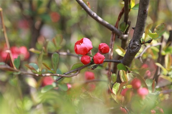 男孩满月红包祝福语大全 最新满月酒红包祝福语 男孩满月红包祝福语大全 最新满月酒红包祝福语