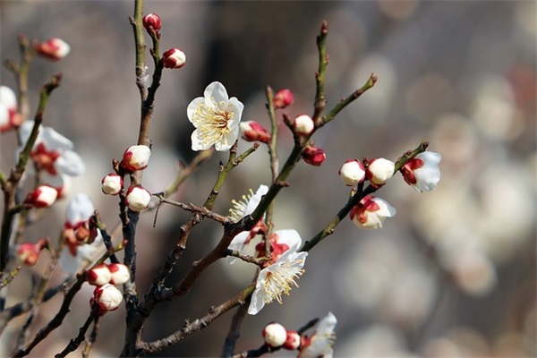 精选的祝福爸爸的话语大全 祝福爸爸的话语