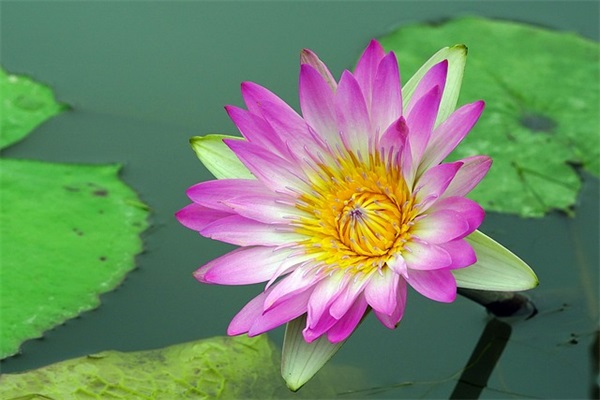 老爸66岁生日祝福语(女儿对老爸66生日祝福语大全)