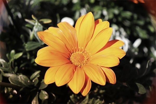 一年教师节贺卡祝福语大全