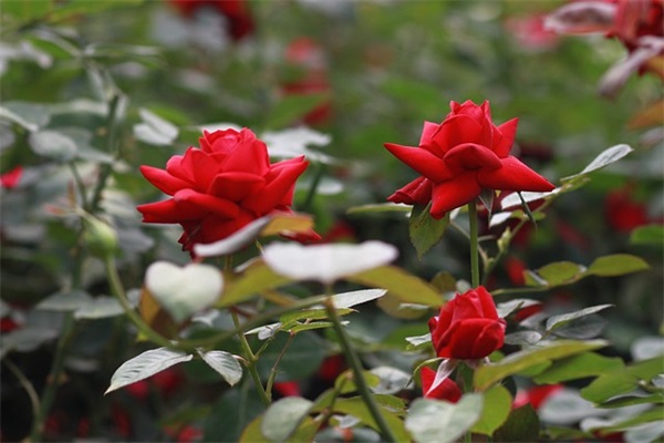 回顾2025展望2025感悟句子(精选推荐) 回顾2025展望2025感悟句子(精选推荐)