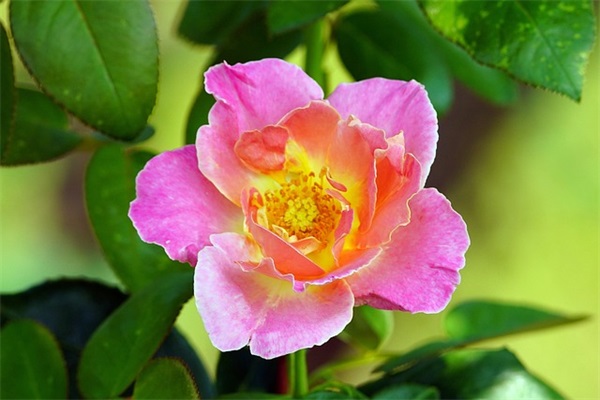 高情商晒娃句子 话简单的晒娃句子 高情商晒娃句子 话简单的晒娃句子