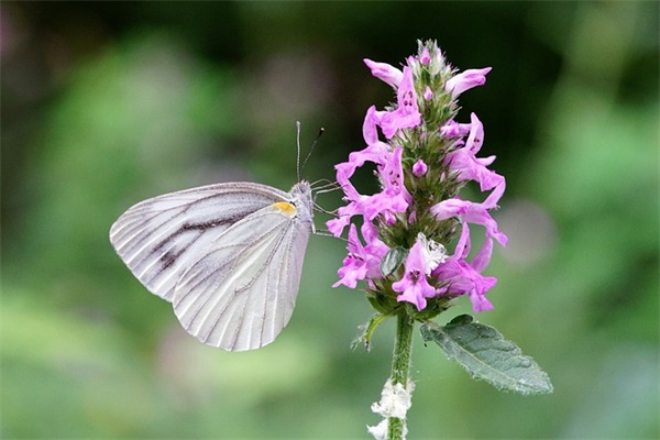 祝福朋友爱情的句子38句