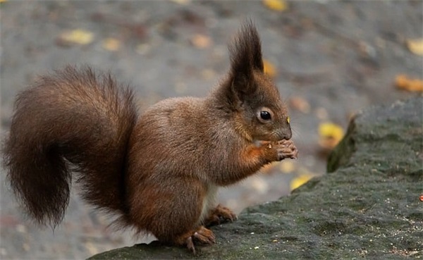 暖心母亲节微信祝福语