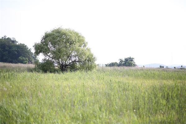 2026年六月你好祝福语范例 虎年初六祝福语