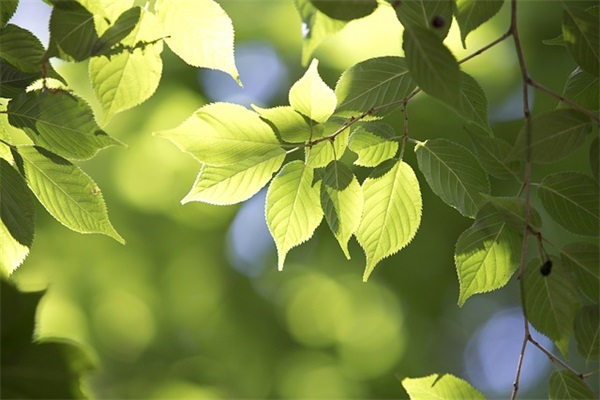 侄女结婚的祝福语 侄女结婚简短祝福语