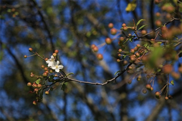 生日祝福语85句