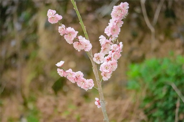 大学舍友结婚祝福语56句