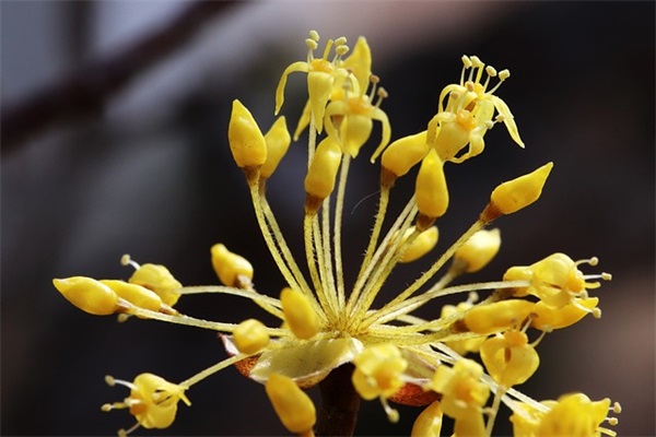 重阳节给爷爷的祝福语