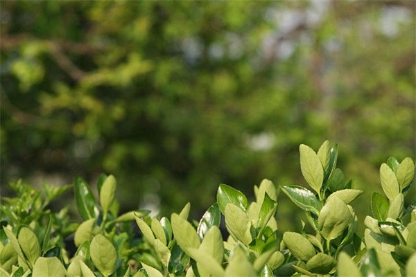 端午佳节祝福长辈51句 端午佳节祝福长辈51句