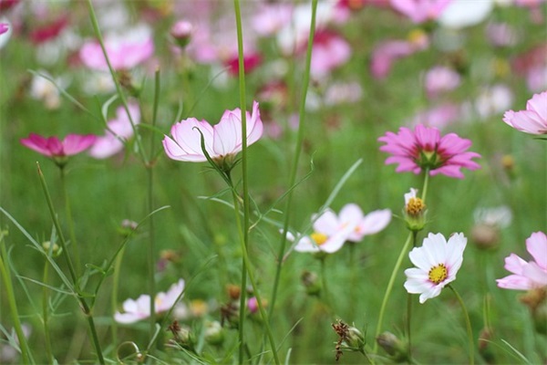 端午节客户祝福语2026年51句 端午节客户祝福语2026年51句