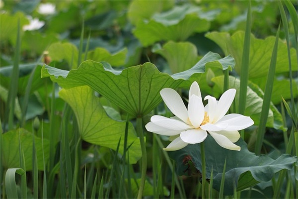 妹妹结婚祝福语 妹妹结婚简短祝福语