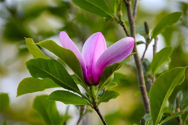 最暖的生日祝福语51句