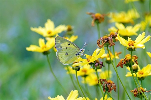 公主生日祝福语40句