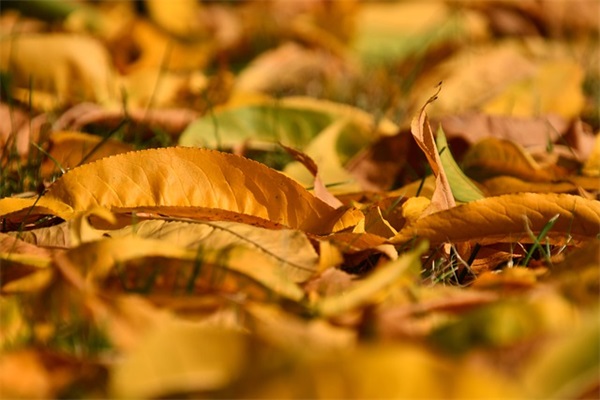 九月一号开学文案 开学第一天祝福语 九月一号开学文案 开学第一天祝福语