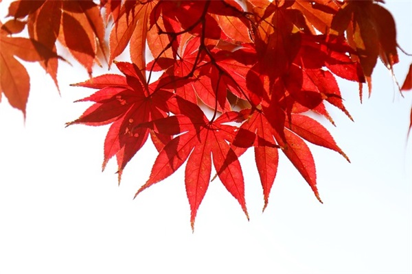 母亲节祝福语老师49句