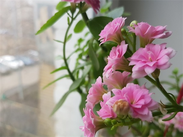 2026年春节对领导的祝福语52句