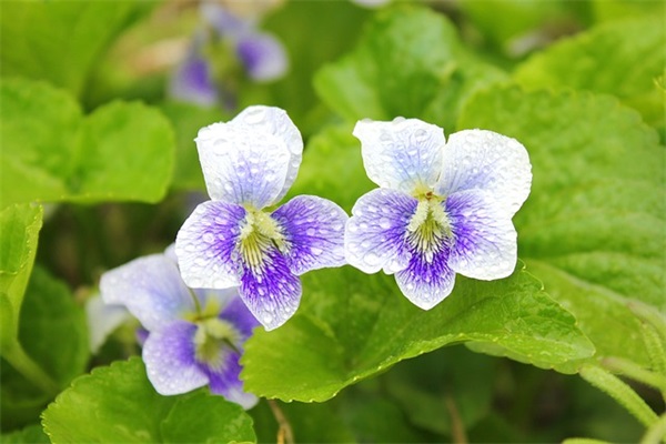 送闺蜜的结婚祝福语51句