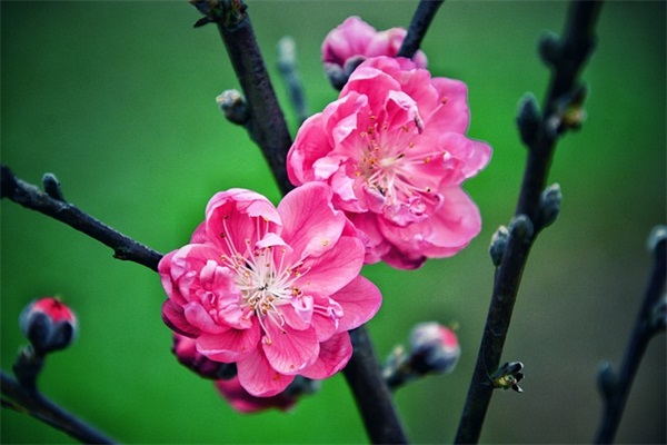 感恩节的贺卡祝福语